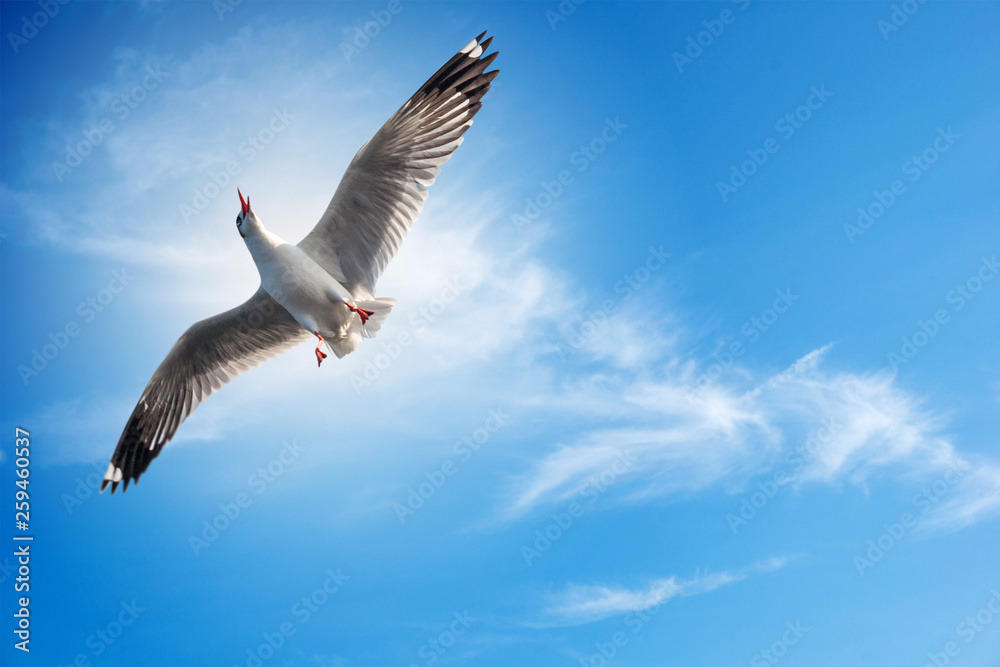 Fototapeta premium Seagull flying ahead freedom in the blue sky with cloud on bright day