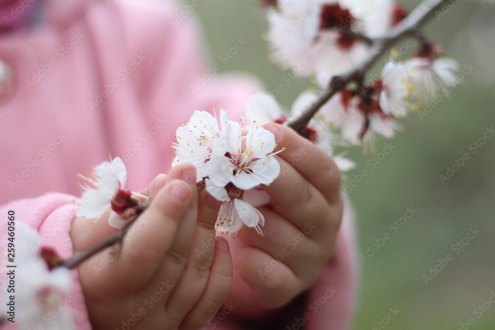 little baby pens that hold a blooming twig of an apple tree little baby pens that hold a blooming twig of an apple tree