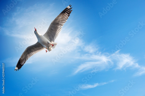 Seagull flying  ahead freedom in the blue sky with cloud on bright day