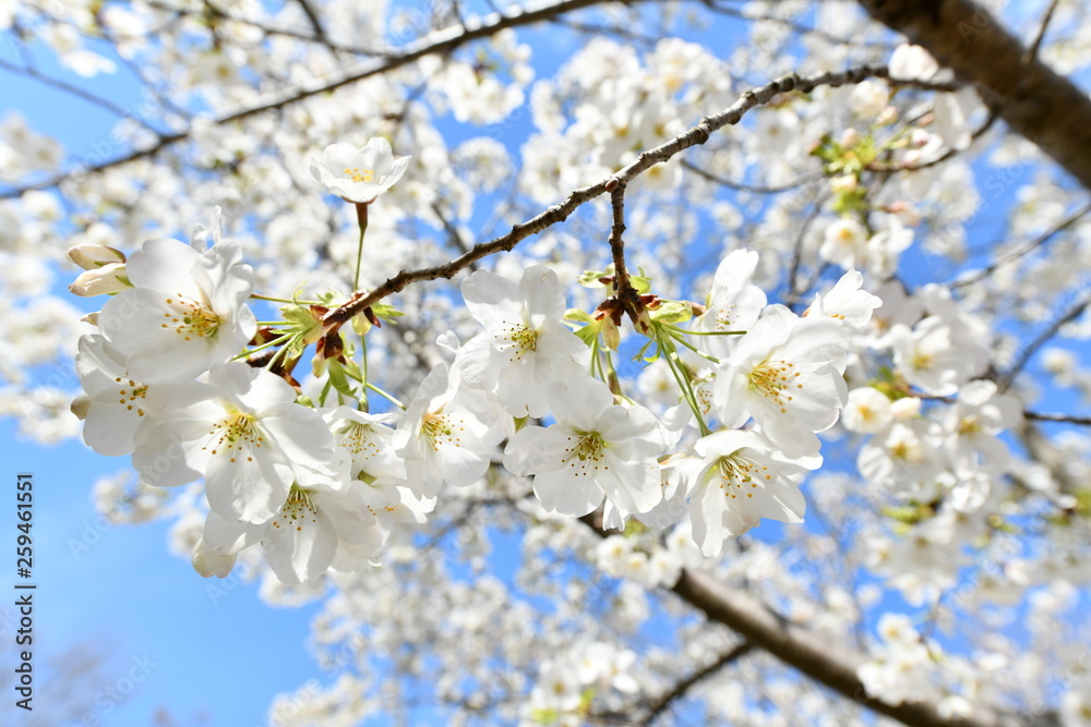 大島桜 大島桜