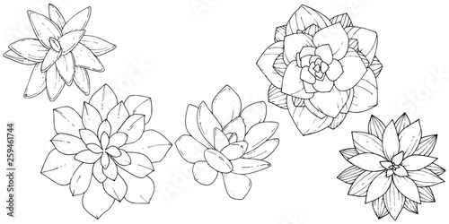Vector Succulents floral botanical flower. Black and white engraved ink art. Isolated succulents illustration element.