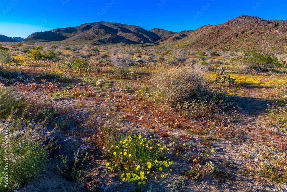 Joshua Tree National Park