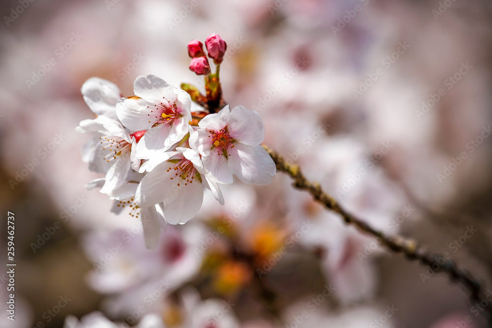 Detalhes de flor de cerejeira (sakura) no Japão Detalhes de flor de cerejeira (sakura) no Japão