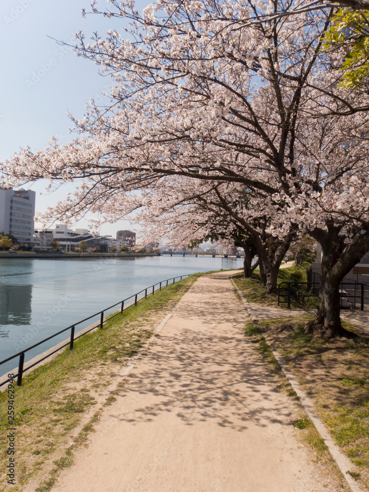 川沿いの桜並木道と木漏れ日のある風景 Scenery with cherry blossom trees along the river and sunbeams12