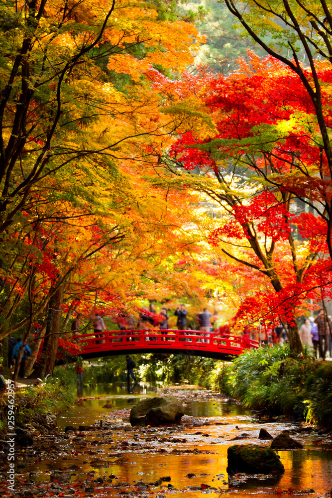Outuno no Japão com as folhas vermelhas