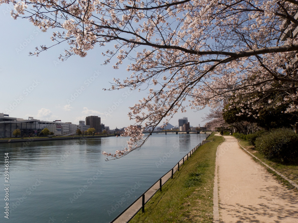 川沿いの桜並木道と木漏れ日のある風景 Scenery with cherry blossom trees along the river and sunbeams6