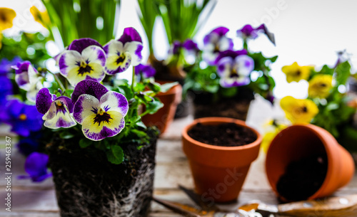 The first spring colorful flowers ready for planting.