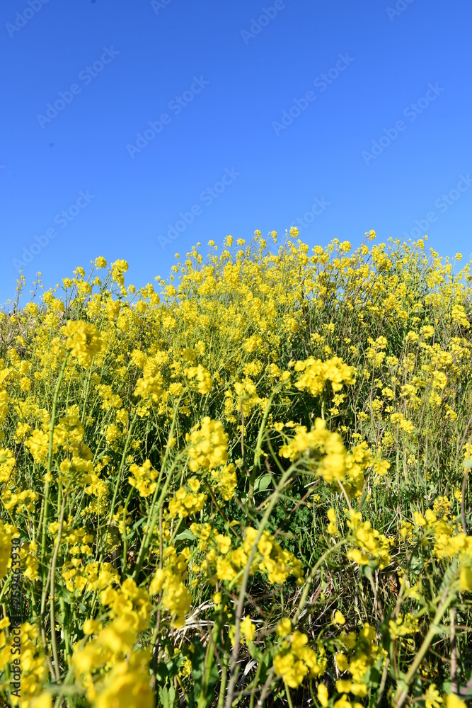 菜の花