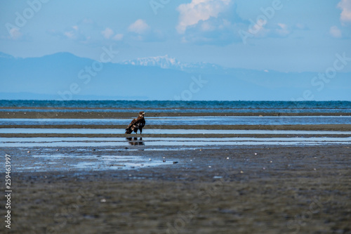 one juvenile bald eagle resting on the sandy shore line on a sunny day with mountains and ocean on the background