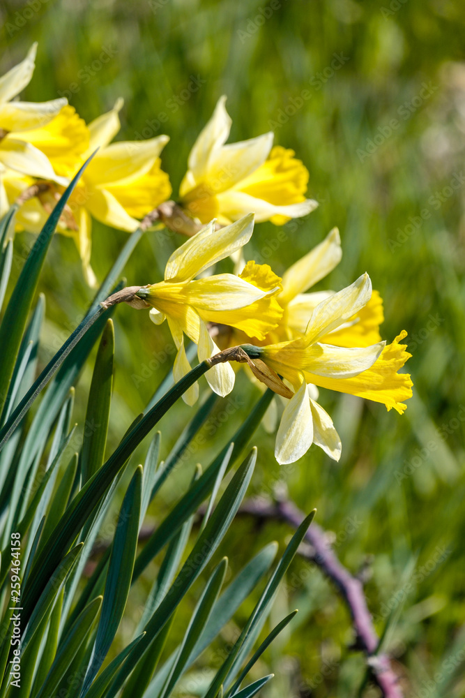 couple beautiful yellow daffodil flowers under the sun in the garden couple beautiful yellow daffodil flowers under the sun in the garden