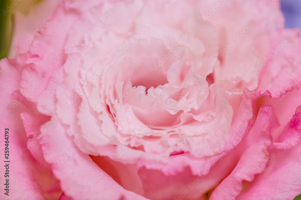 Beautiful pink Prairie Gentian (Eustoma) flower  is blooming. close up, Blurred background 
