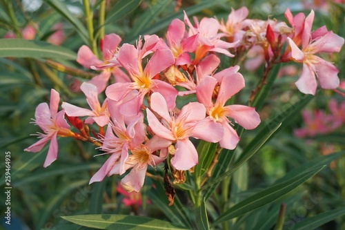 Fototapeta Naklejka Na Ścianę i Meble -  pink nerium oleander flower in nature garden