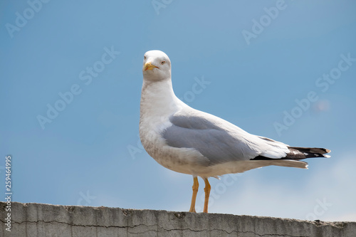 Seagull Standing On A Wall