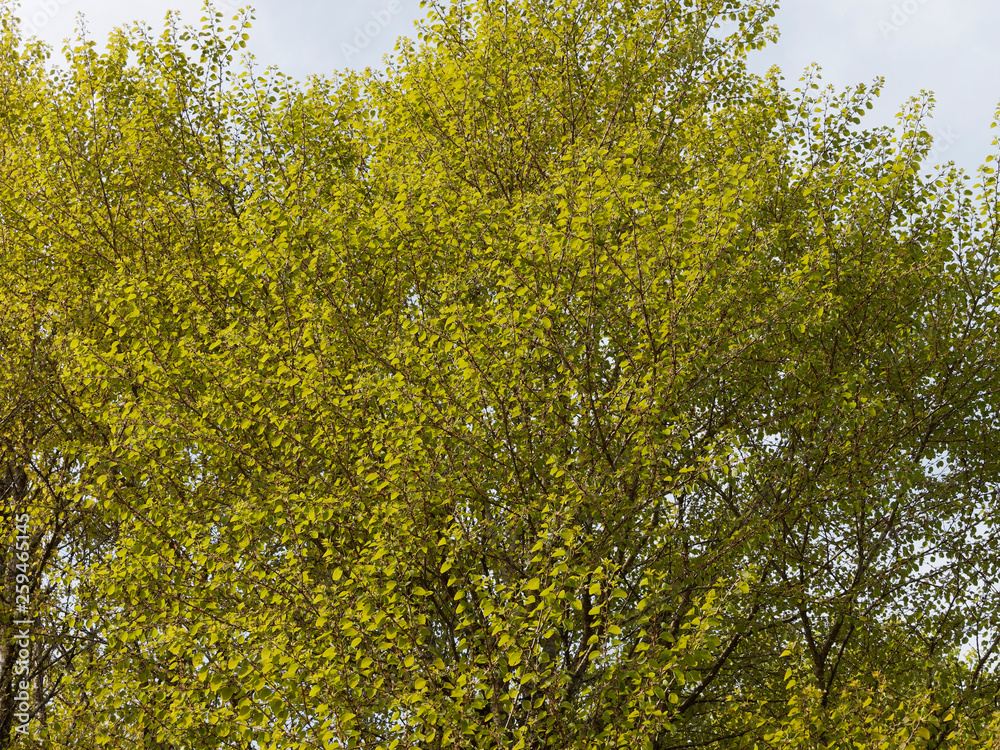 Fotka „Cercidiphyllum japonicum Houppe du Katsura ou Arbre au caramel au bois dur et foncé et