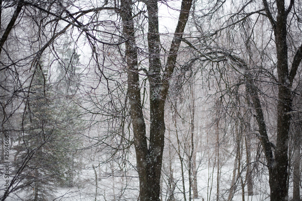 Snow falls in large flakes. Beautiful snow. A big tree is on the street. Festive mood before the new year. High spruce. Walk through the woods in winter. It's snowing in the city. Snowfall. Snow falls in large flakes. Beautiful snow. A big tree is on the street. Festive mood before the new year. High spruce. Walk through the woods in winter. It's snowing in the city. Snowfall.
