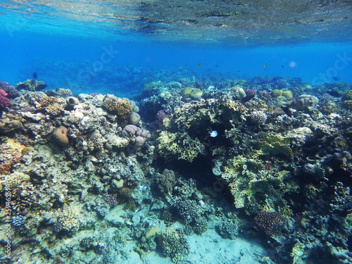 coral reef in egypt © jonnysek