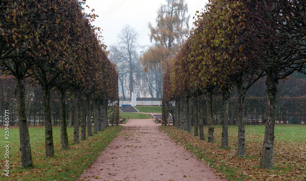 alley in the park, Fog in the city Park, Catherine's palace, St. Petersburg, Russia
