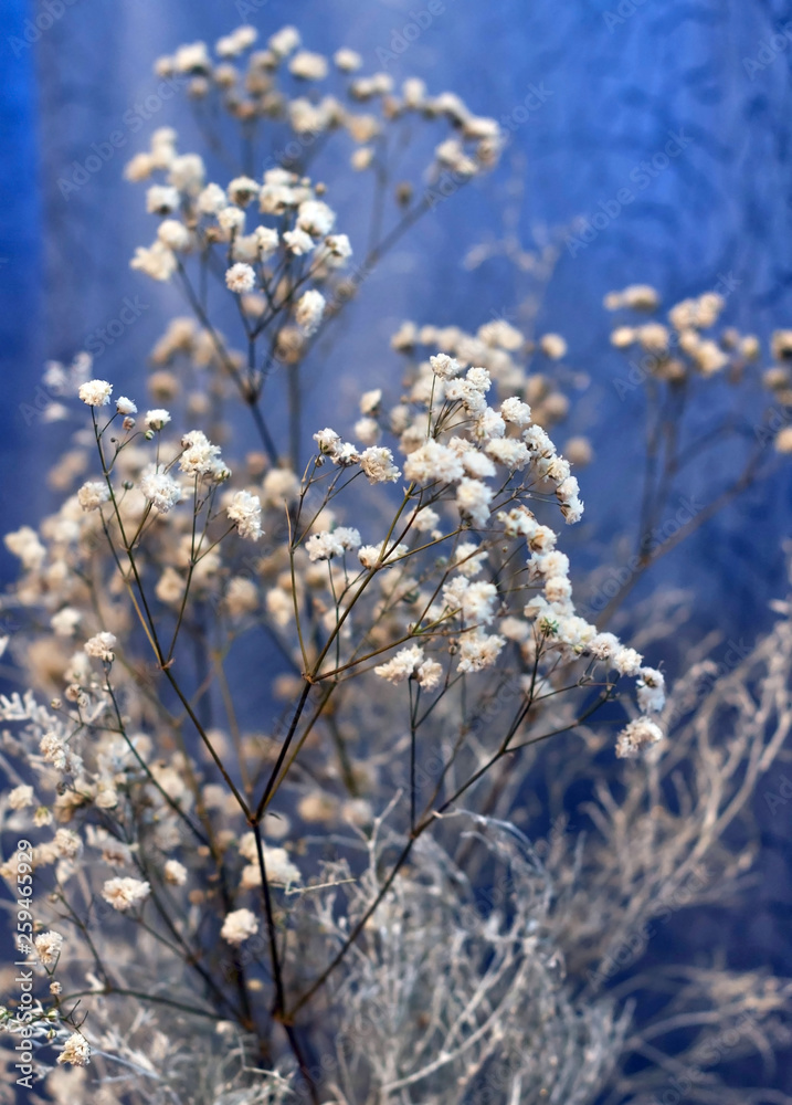A bouquet of white flowers and branches on a blue background, Gypsophila paniculata A bouquet of white flowers and branches on a blue background, Gypsophila paniculata