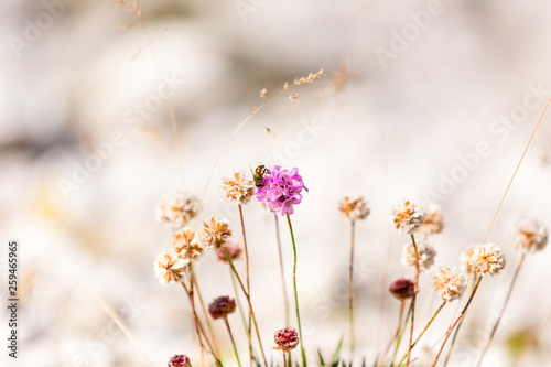 flowers in the field © rawpower