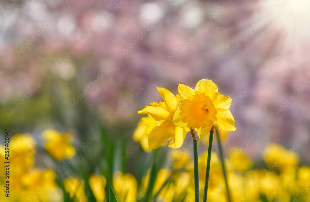 Fototapeta premium Yellow flowering wild daffodil, Narcissus pseudonarcissus, on a sunny bright day in spring, Germany