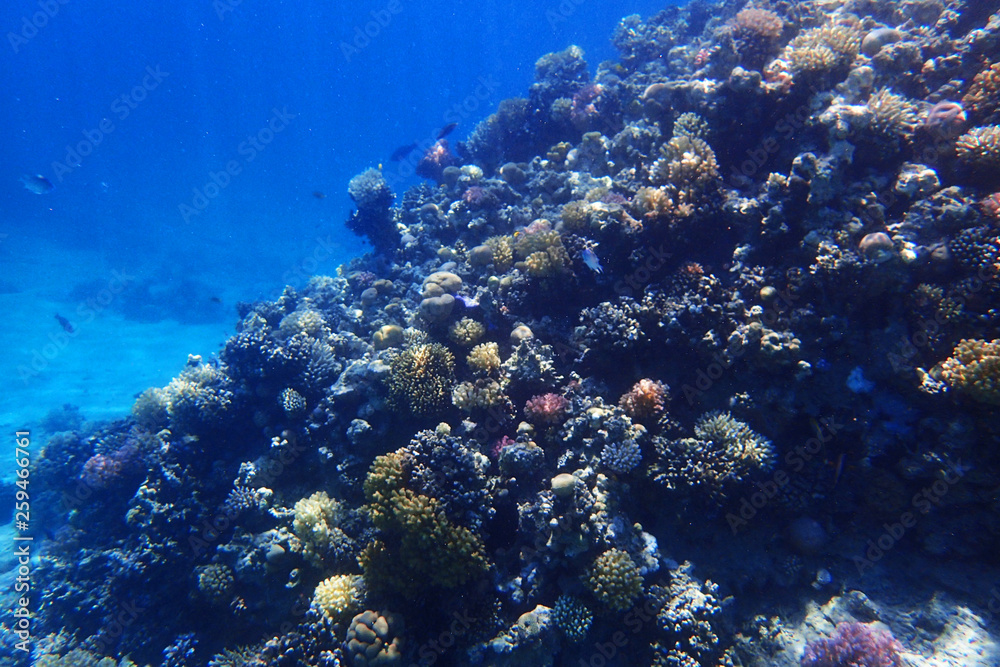 Naklejka premium coral reef in egypt