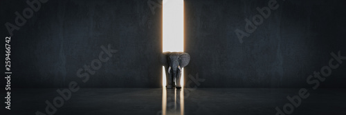elephant in the room near wall. Creative concept