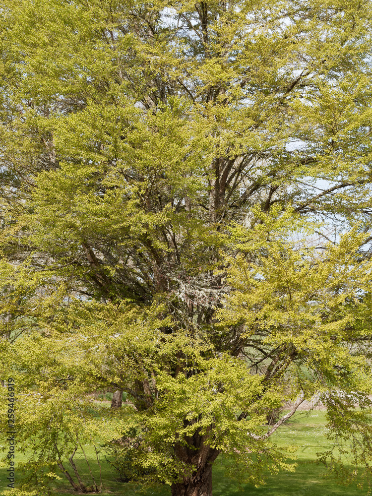 Stockfoto Cercidiphyllum japonicum Katsura ou Arbre au caramel au bois dur et foncé, aux