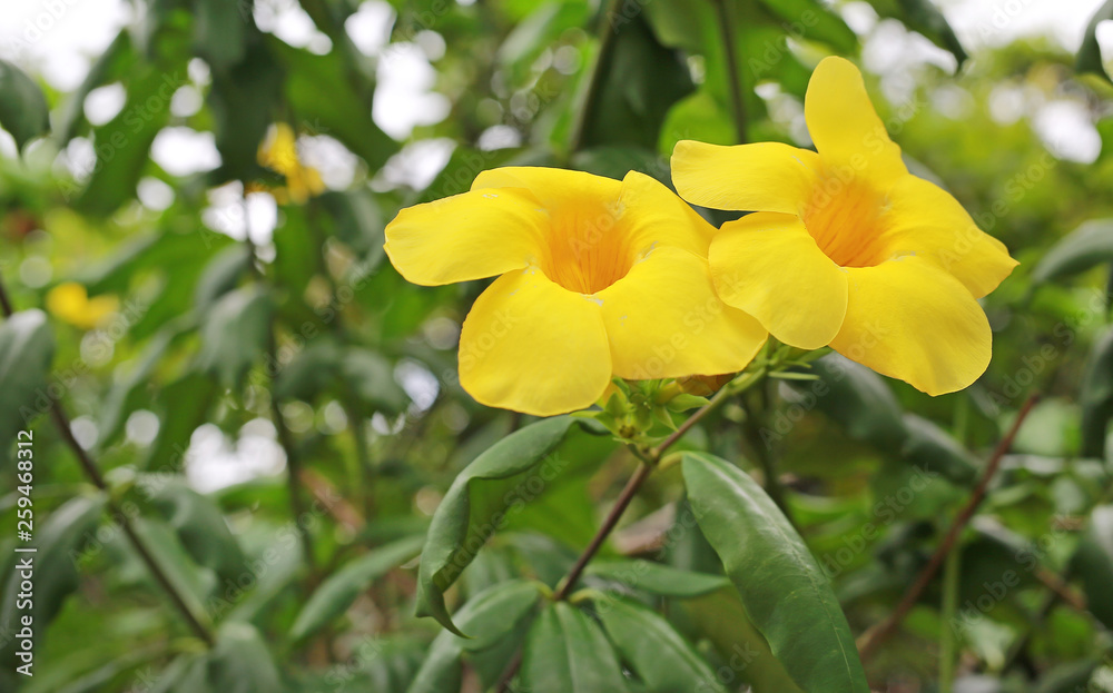 Allamanda Flowers with rain drop in the summer garden. Allamanda Flowers with rain drop in the summer garden.