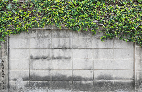 Trees leaves covered on brick walls and tree root. 