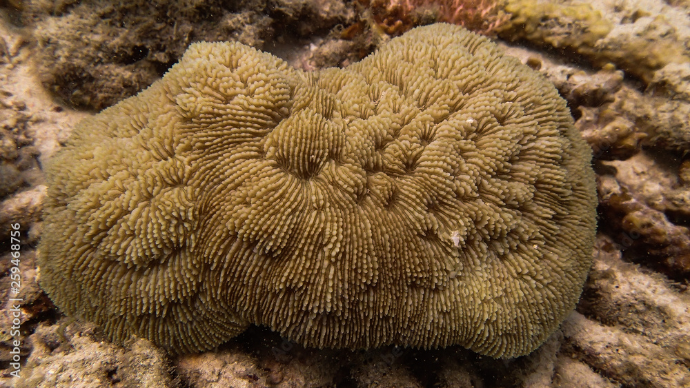 Fototapeta premium coral reef area at Tioman island, Malaysia