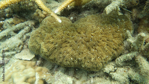 coral reef area at Tioman island, Malaysia