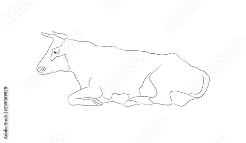 Vector illustration of a cow that lies, drawing by lines