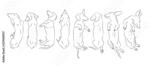 Vector illustration of a dachshund who lies, drawing lines