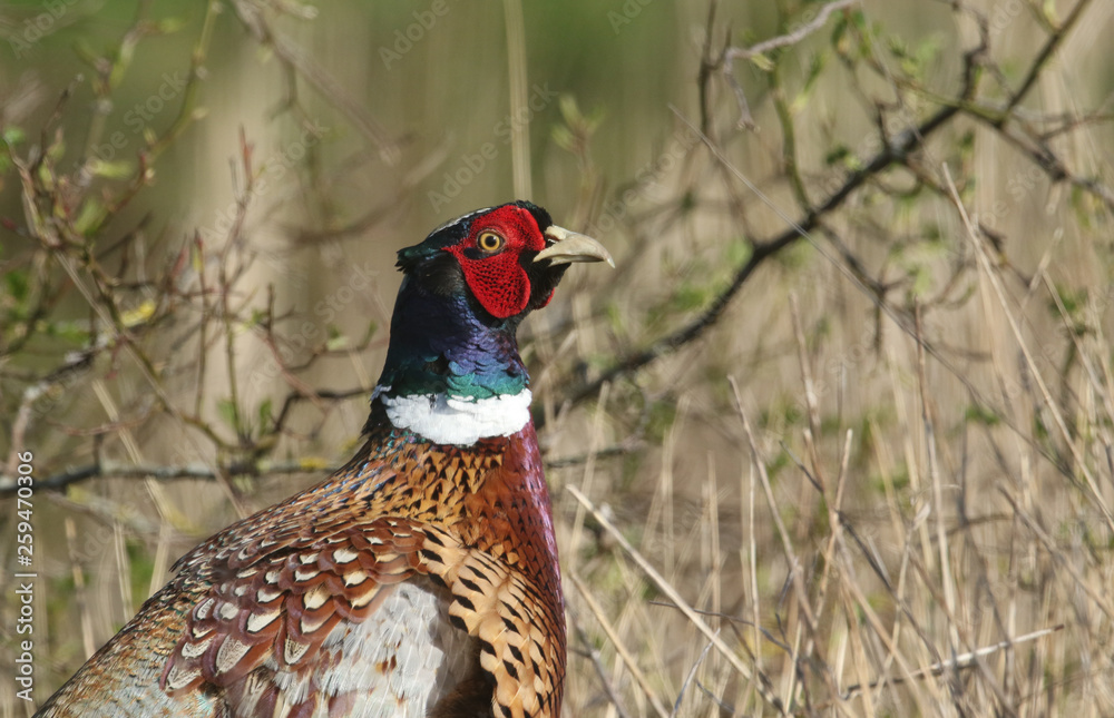 Fototapeta premium A head shot of a magnificent male Pheasant, Phasianus colchicus. 