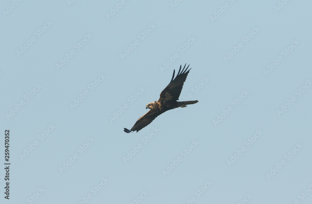 A magnificent Marsh Harrier, Circus aeruginosus, flying in the blue sky. A magnificent Marsh Harrier, Circus aeruginosus, flying in the blue sky.