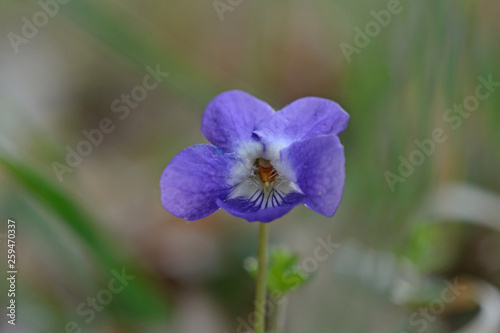 Close-up of sweet violet flower  viola odorata  in a country meadow