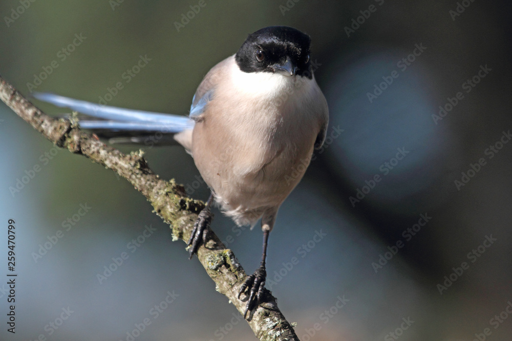 Naklejka premium Azure-winged magpie. Cyanopica cyanus