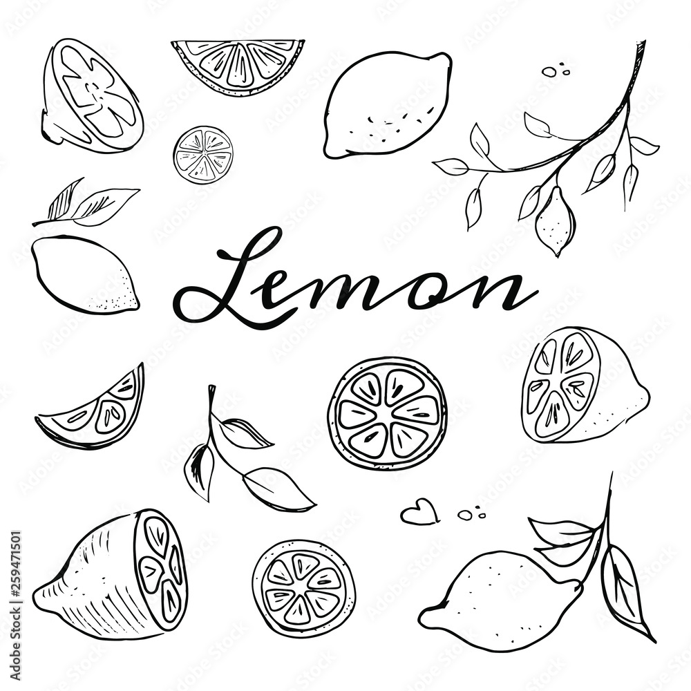 Hand drawn fruits lemon set vector illustration isolated on white background. Whole, parts, leaves and brunches sketch style collection Hand drawn fruits lemon set vector illustration isolated on white background. Whole, parts, leaves and brunches sketch style collection