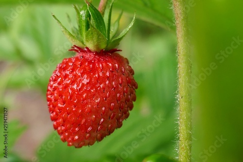 Ripe strawberry in water drops close-up in the garden on a green blurred vegetable background.Berry season Strawberry time. 