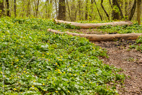 old footpath at a park gree...