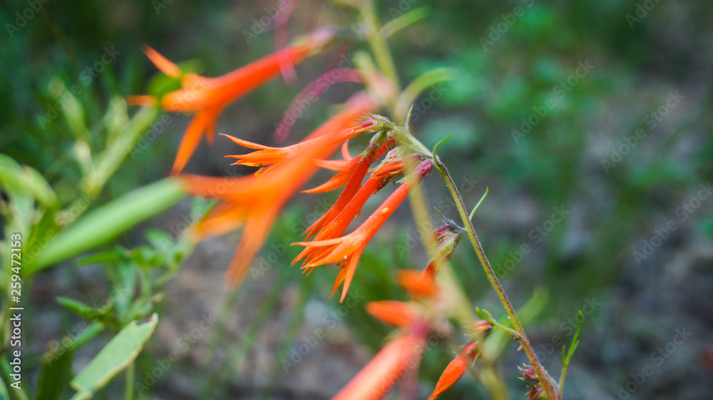 Orange flowers in varying focus Orange flowers in varying focus