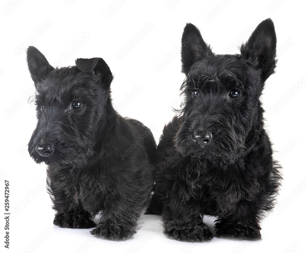 puppies scottish terrier