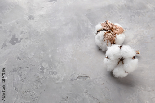 Cotton flowers on grey background © Pixel-Shot