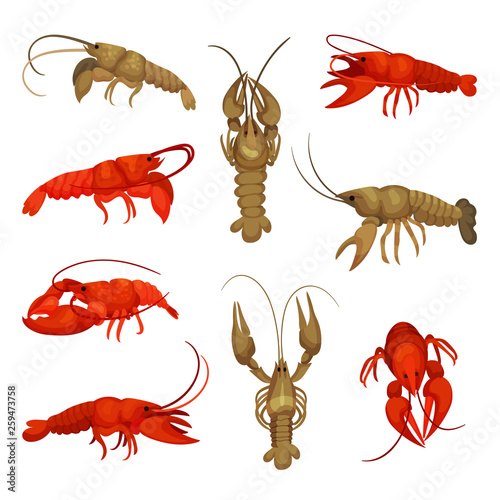 Lobster collection on white background. Crustacean concept.