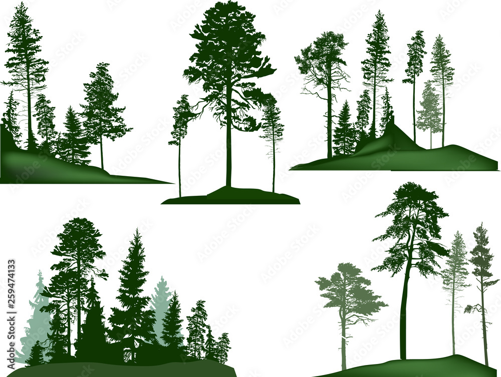 set of five green pine trees groups on white - obrazy, fototapety, plakaty 