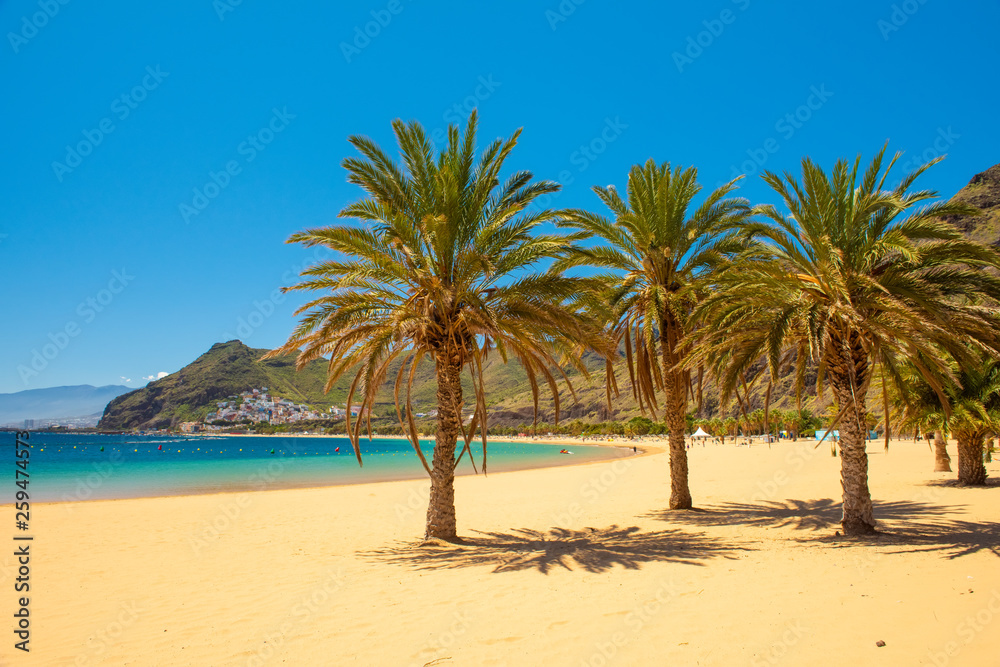 palm trees Playa las Teresitas Beach, Tenerife