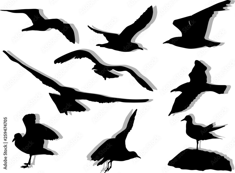 Fototapeta premium nine seagulls silhouettes on white background