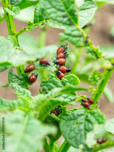 Numerous larvae of Potato bug are eating potato leaves in the vegetable garden.