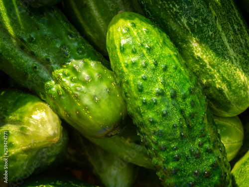 Close up of juicy cucumbers gathered into a heap illuminated by the sun