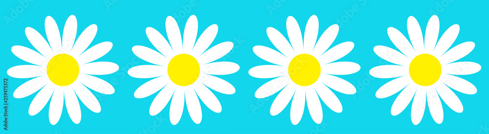 Camomile icon set line. Four white daisy chamomile. Cute round flower plant collection. Growing concept. Love card symbol. Flat design. Blue background. Isolated. Camomile icon set line. Four white daisy chamomile. Cute round flower plant collection. Growing concept. Love card symbol. Flat design. Blue background. Isolated.